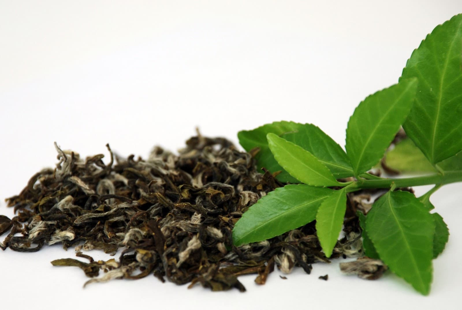 Green tea Extract - EGCG 40--60- --